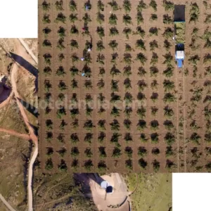 Vendimia en Castilla La Mancha, vista aérea